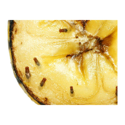 Bananflugefalla narbild frukt