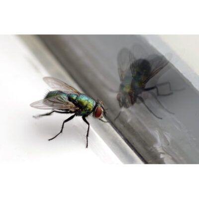 Flugfalla Spiral F4 fluga