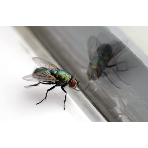 Flugfalla Spiral F4 fluga