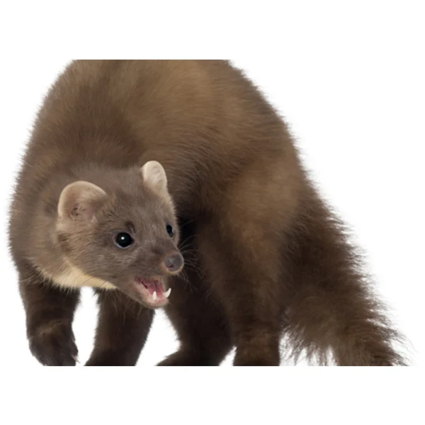 Marderschreck 2er-Pack | GreenProtect® – Bild 2